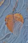 Fallen cottonwood leaf frozen in puddle of ice. Abstract Art Print